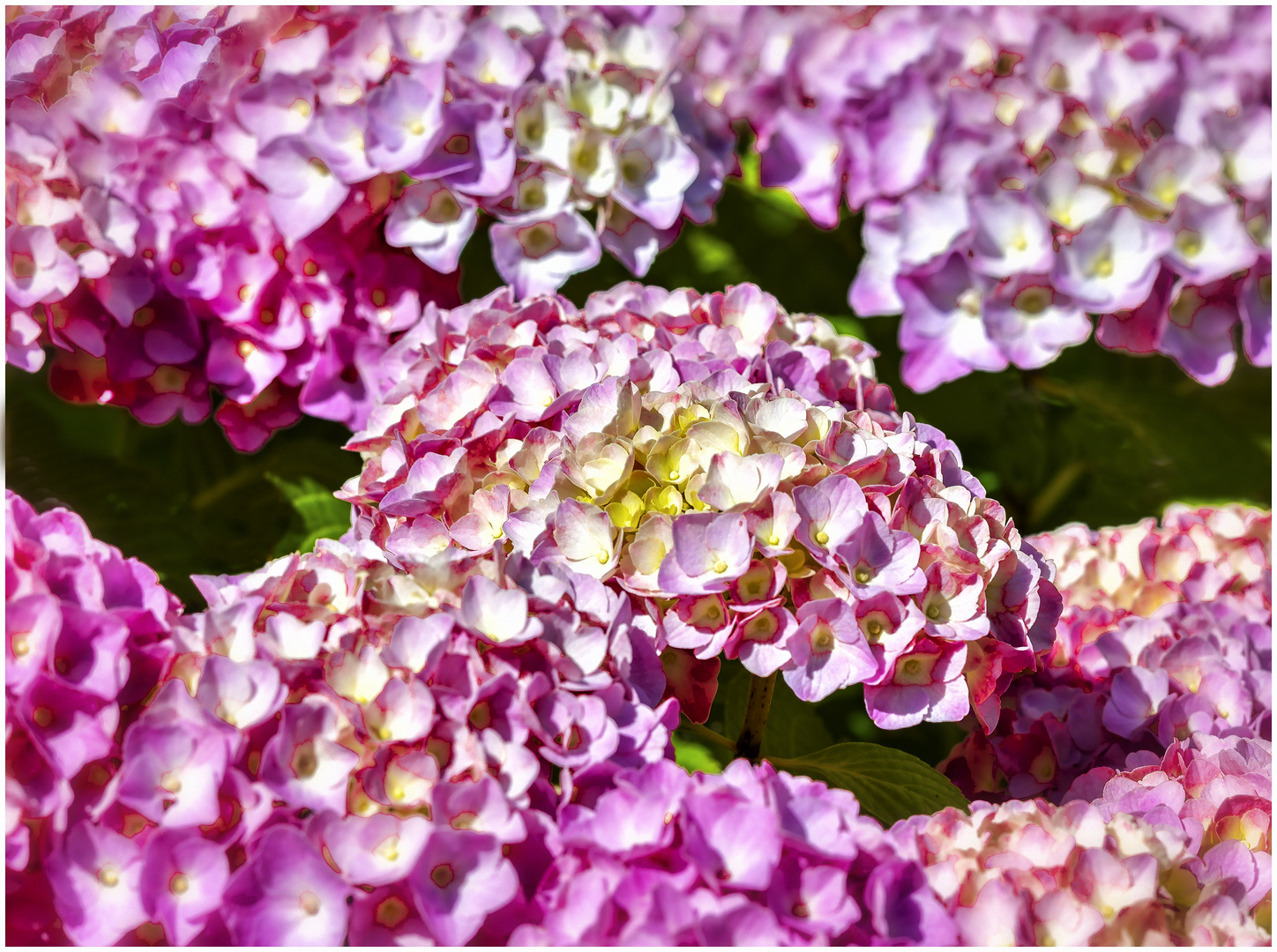 Hortensie