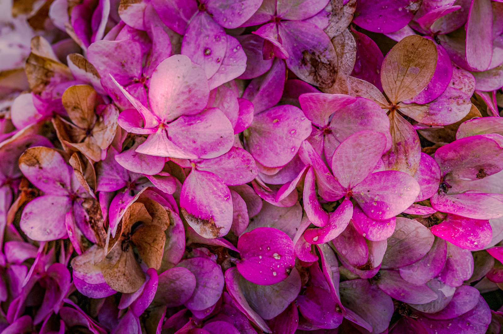 Hortensie