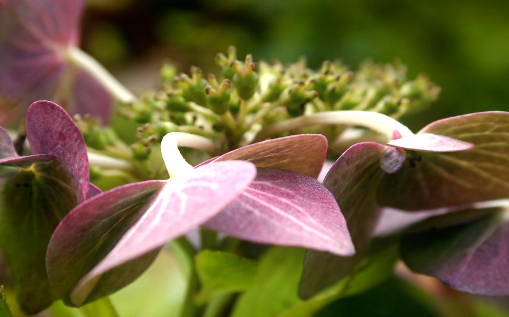 Hortensie