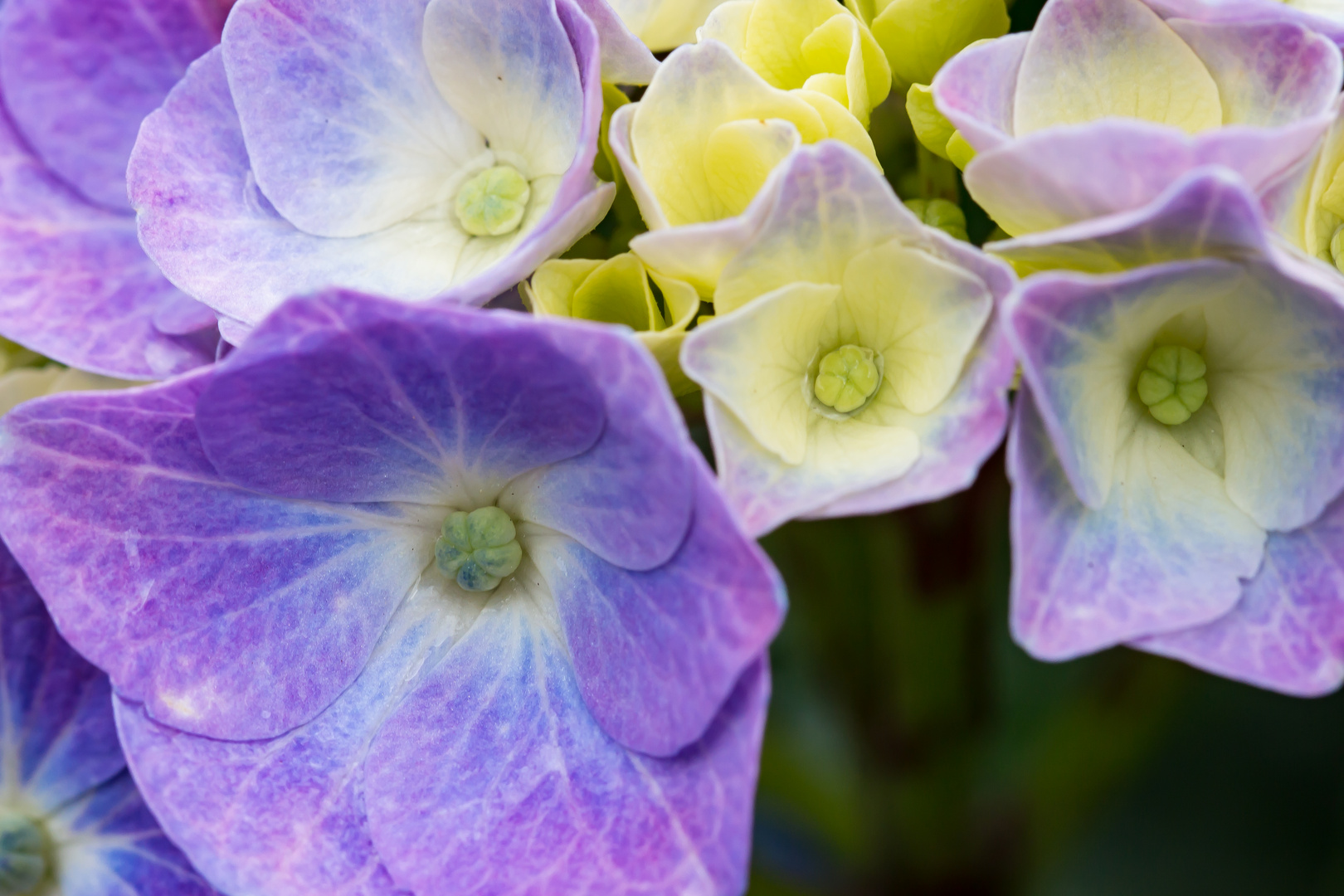 Hortensie