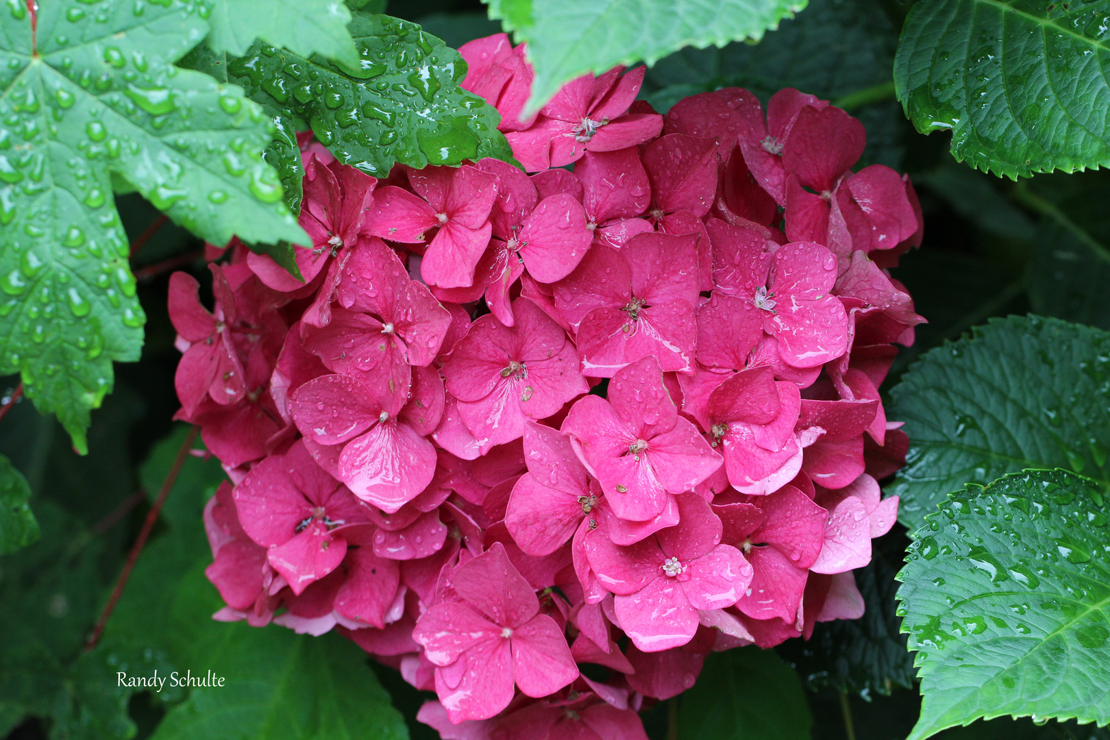 Hortensie