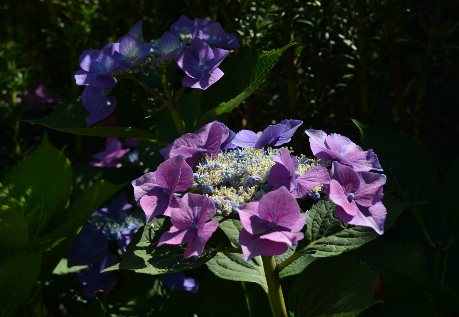 Hortensie 1