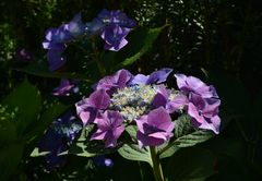 Hortensie 1