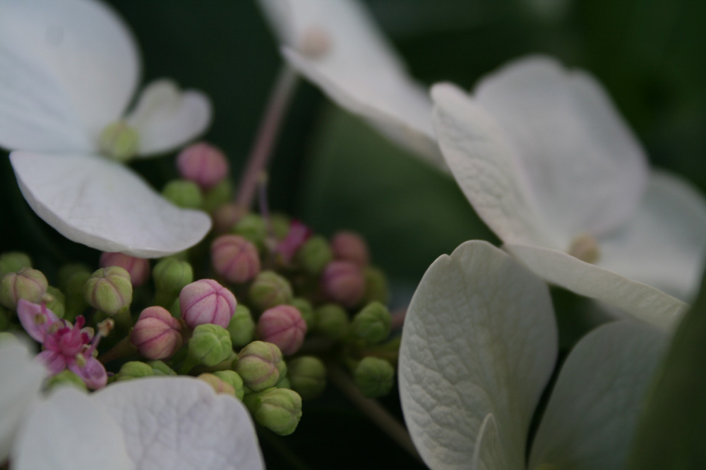 Hortensie 1