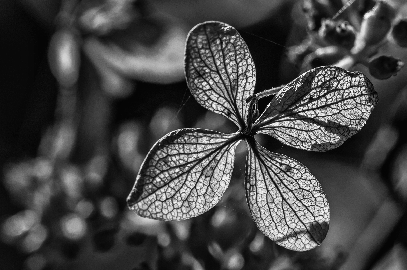 Hortensie