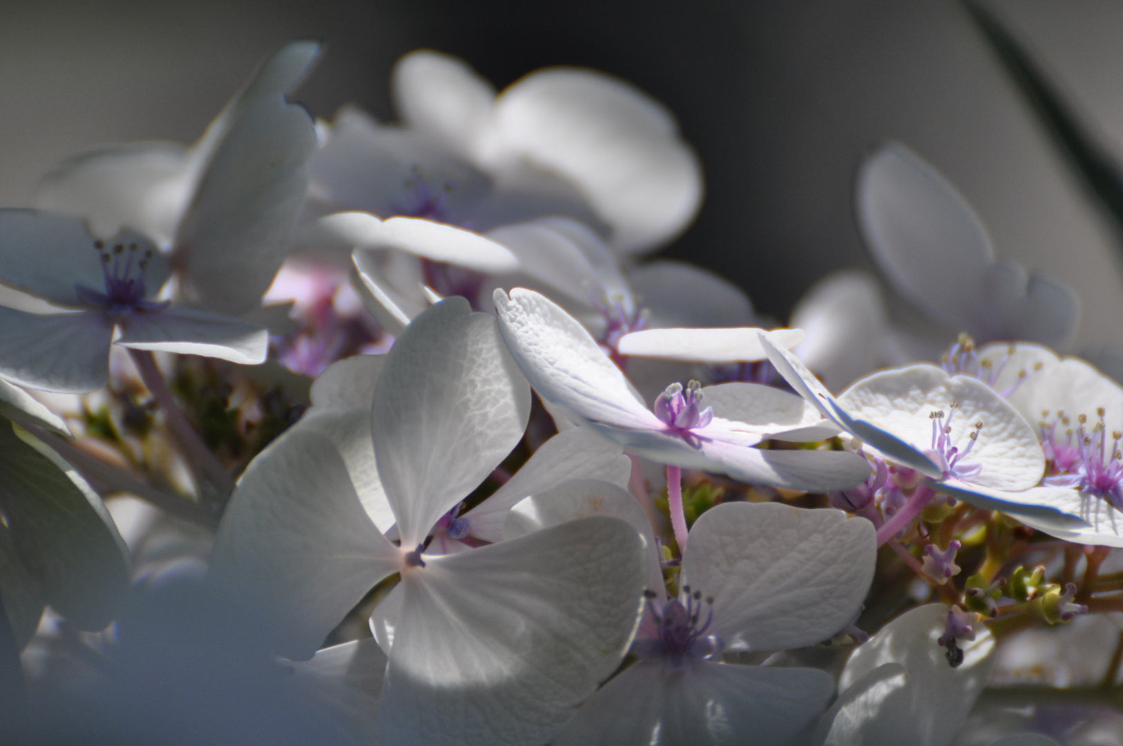 Hortensie