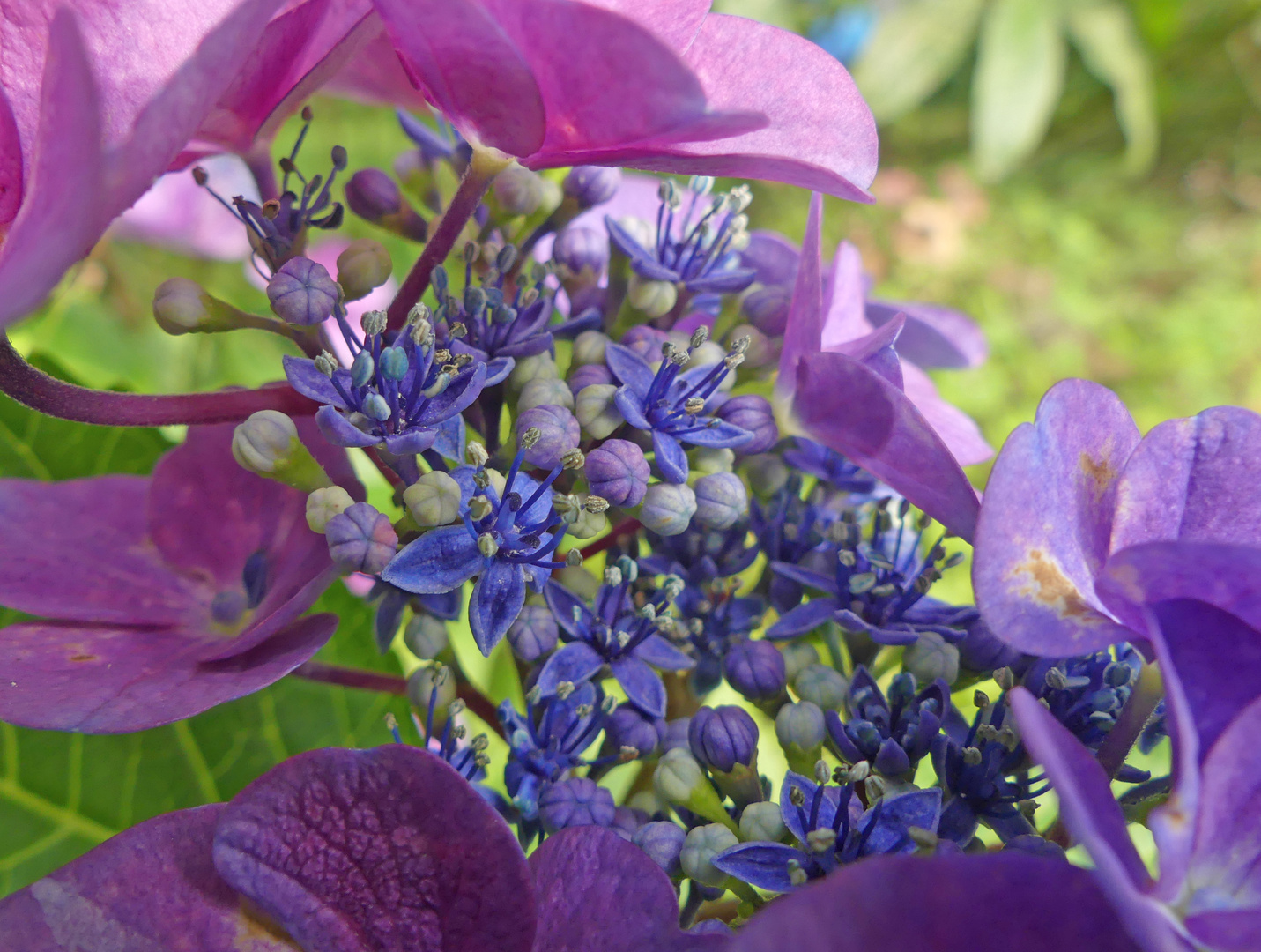 Hortensie