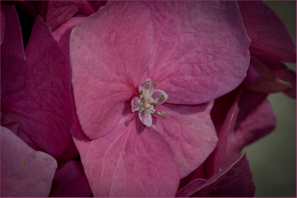 Hortensie