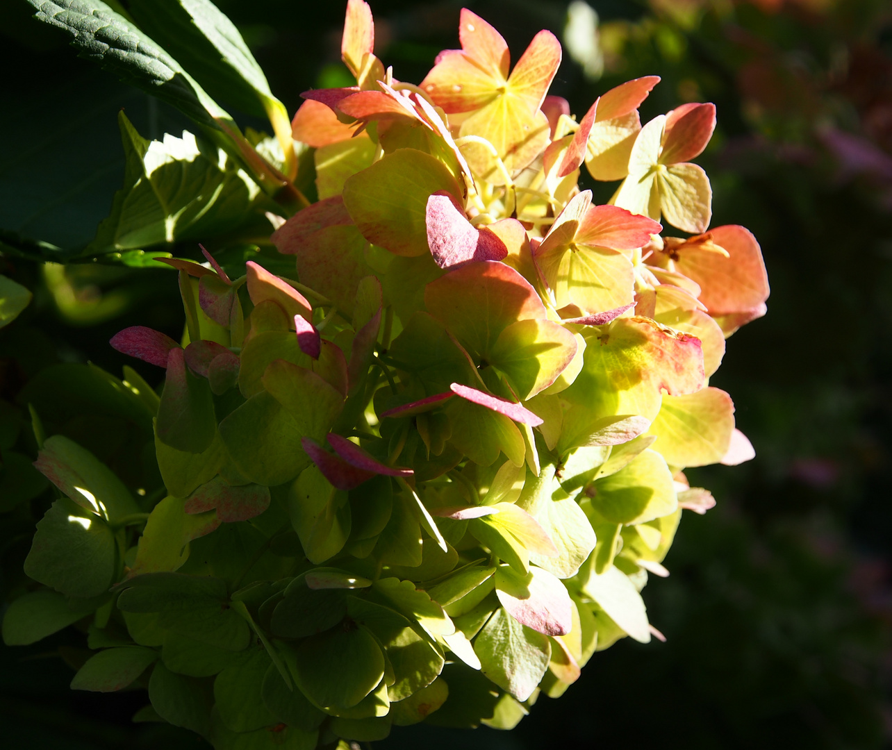 Hortensie