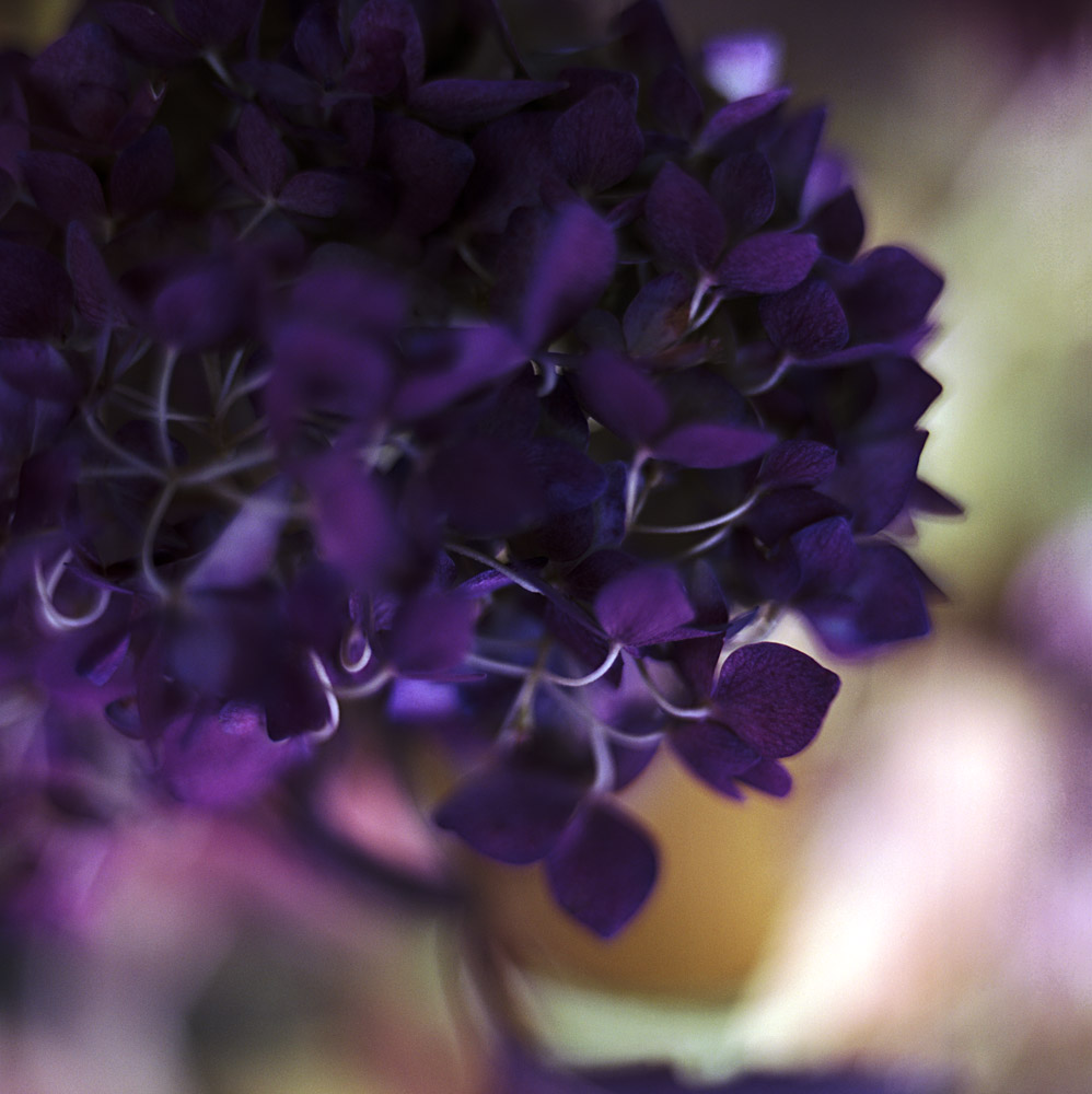 Hortensie