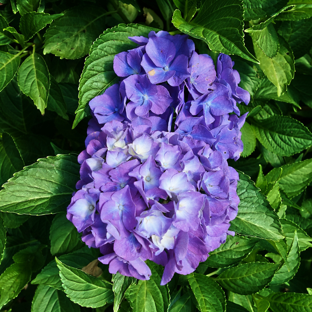 Hortensie