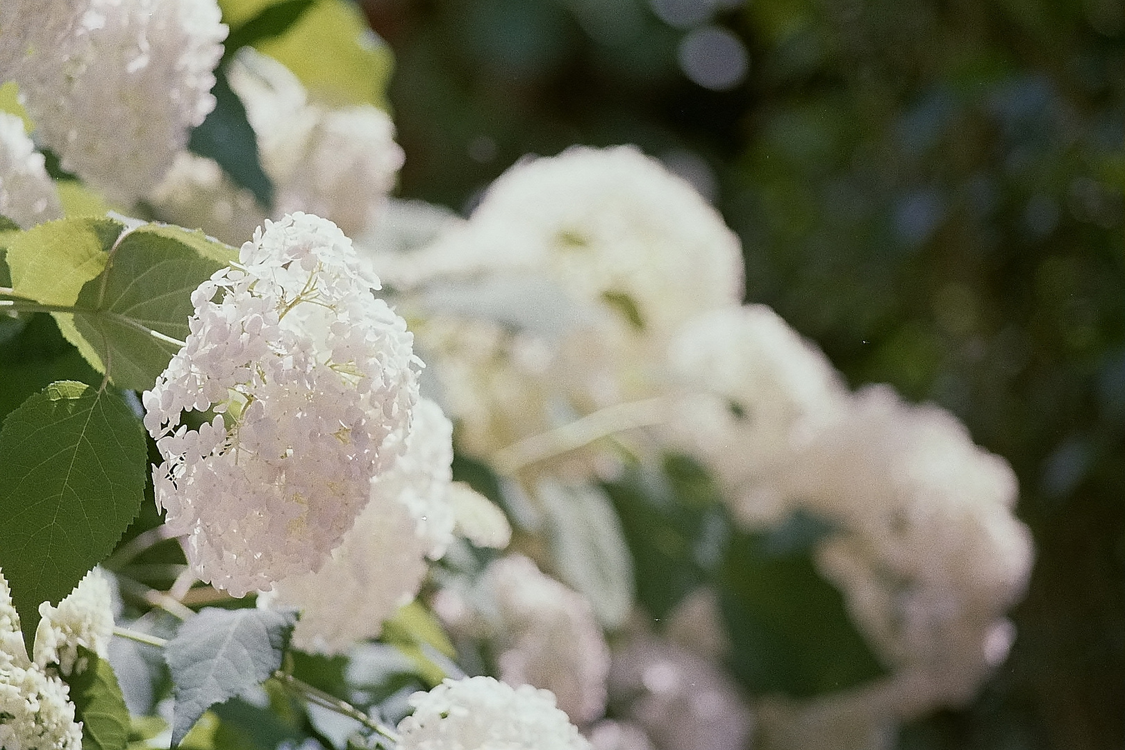 Hortensie