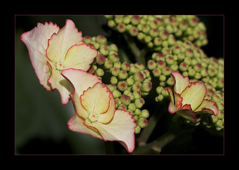 Hortensie