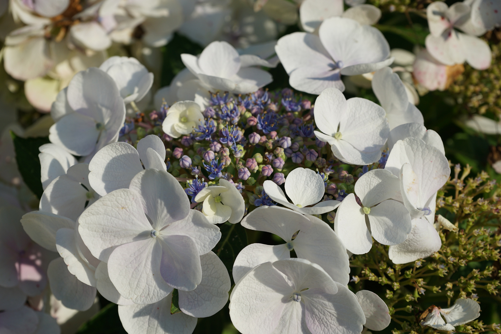 Hortensie