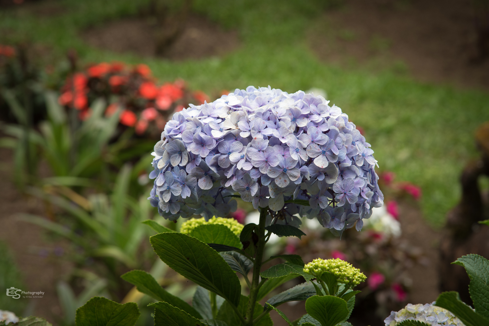 Hortensie