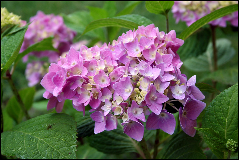 hortensie