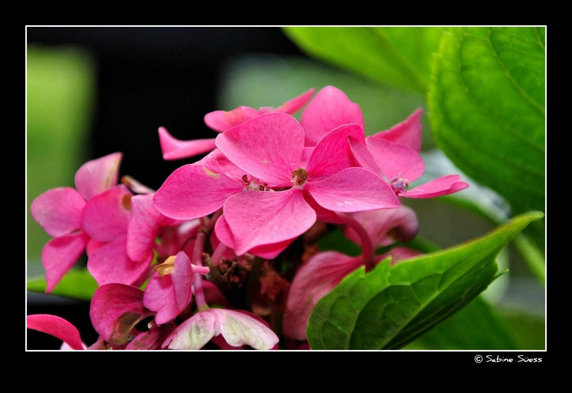 Hortensie