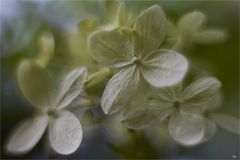 Hortensie