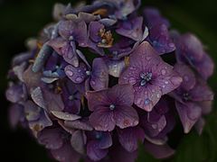 Hortensie