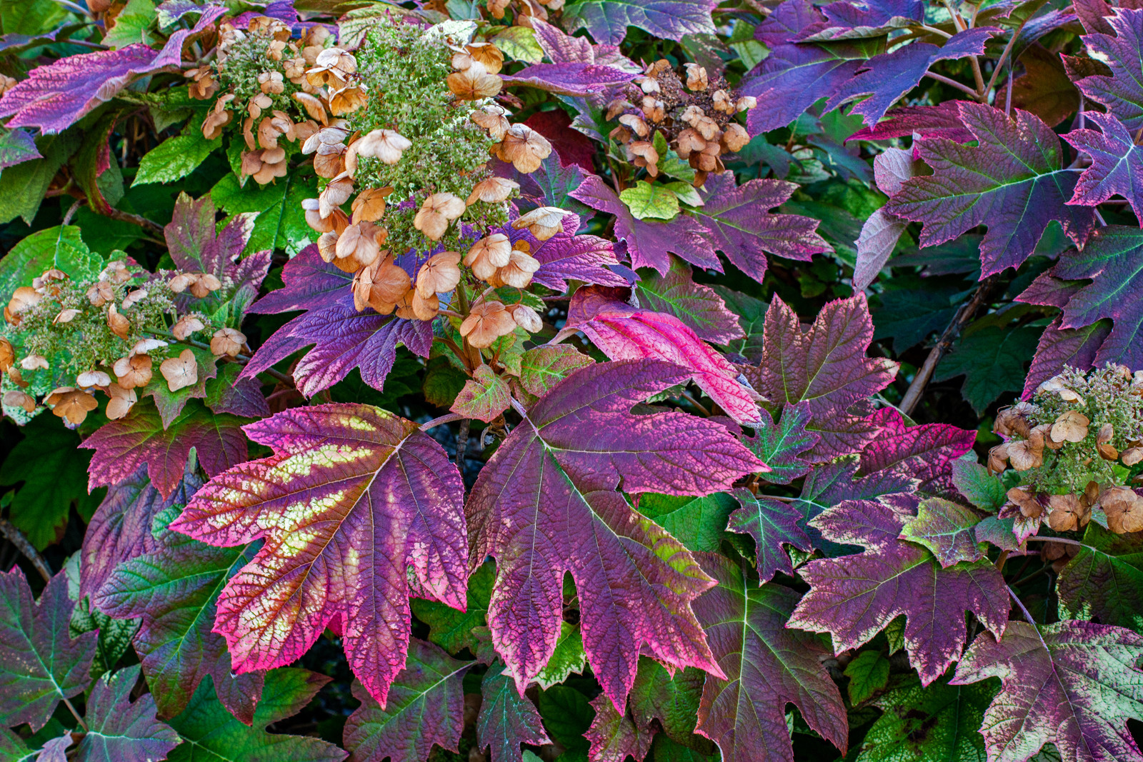 Hortensie