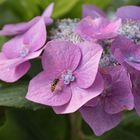 Hortensie