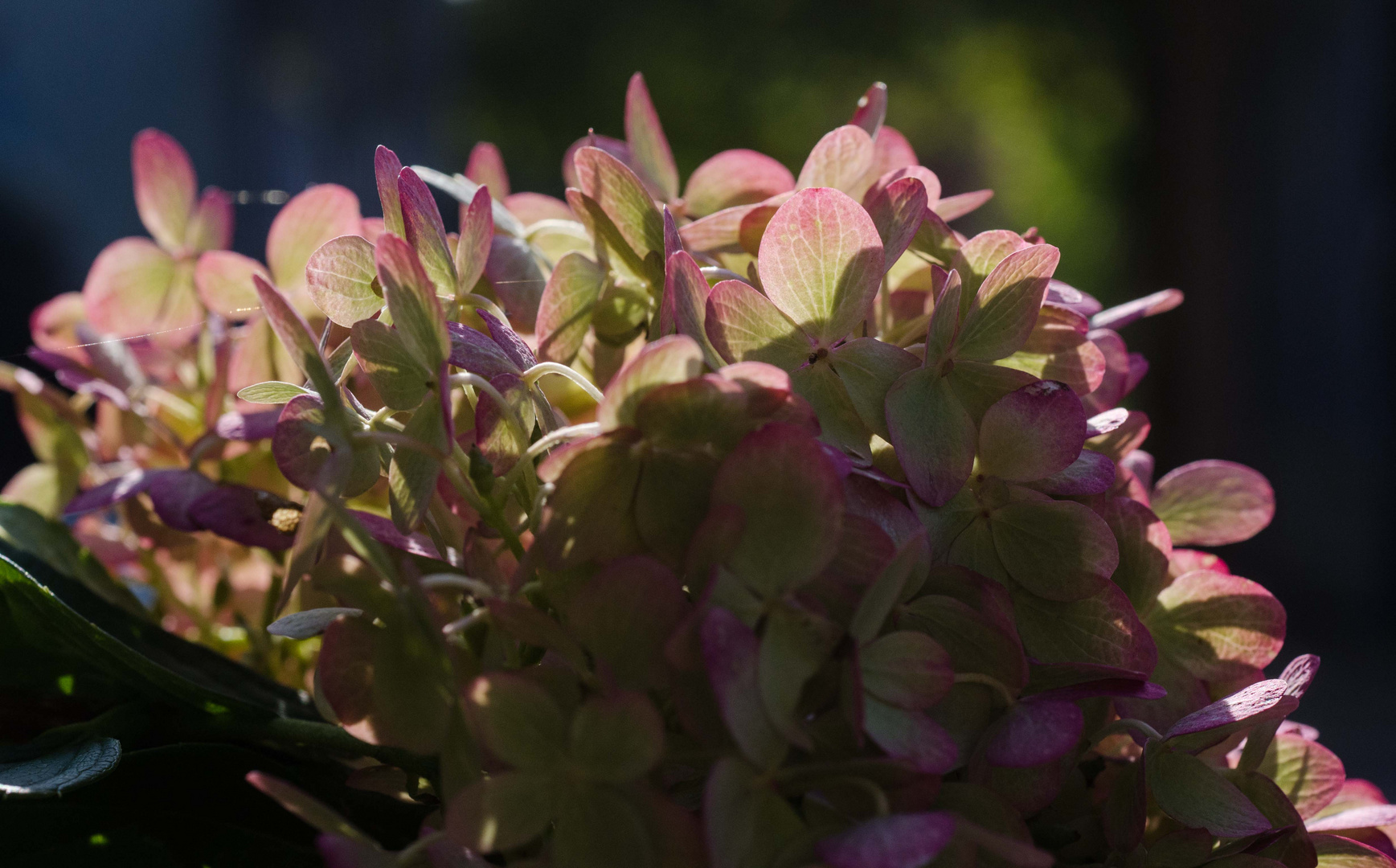 Hortensie