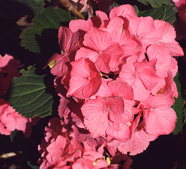 hortensie