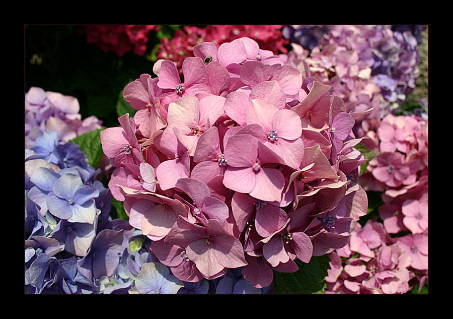 Hortensie