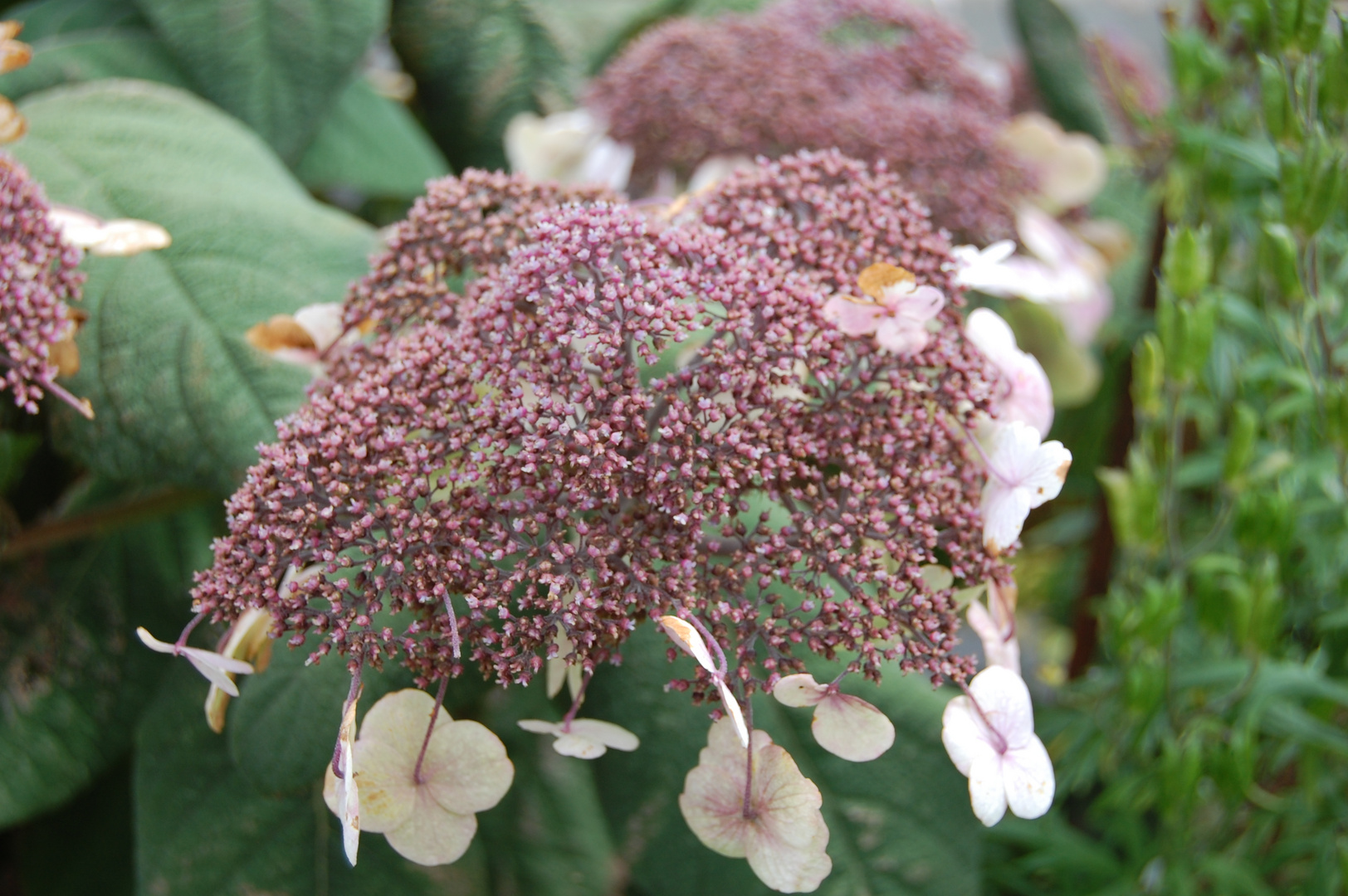 Hortensie