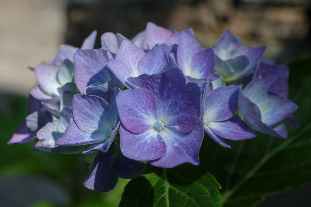 Hortensie