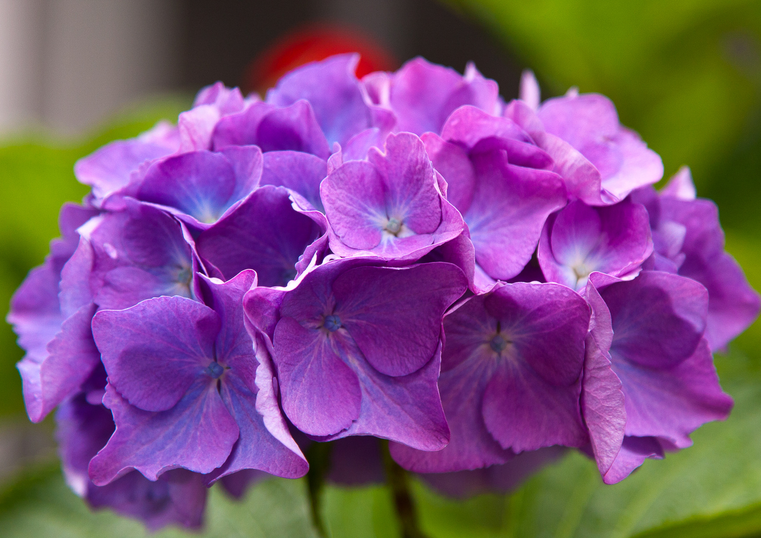 Hortensie