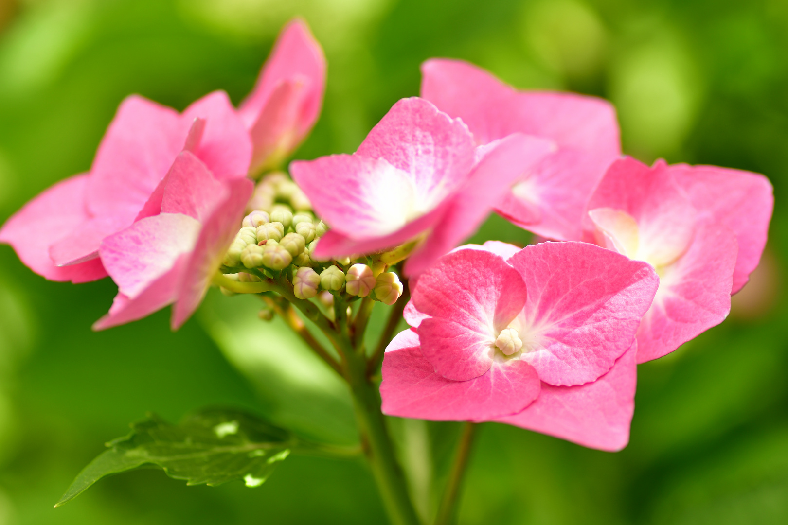 Hortensie