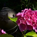 Hortensie