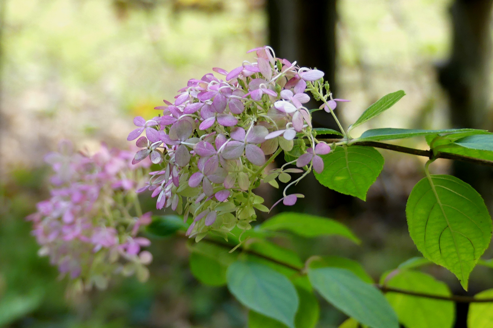 Hortensie