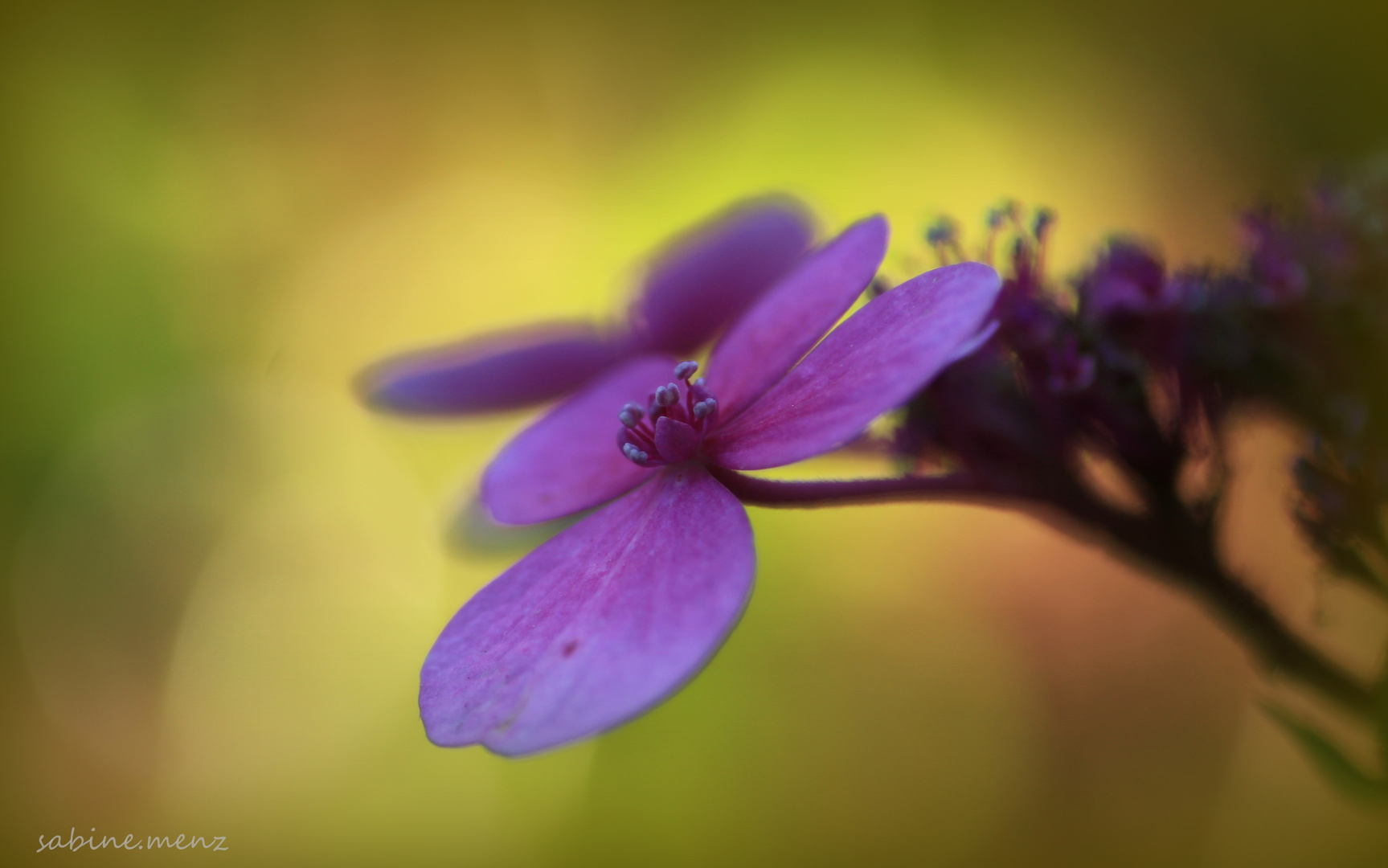 Hortensie