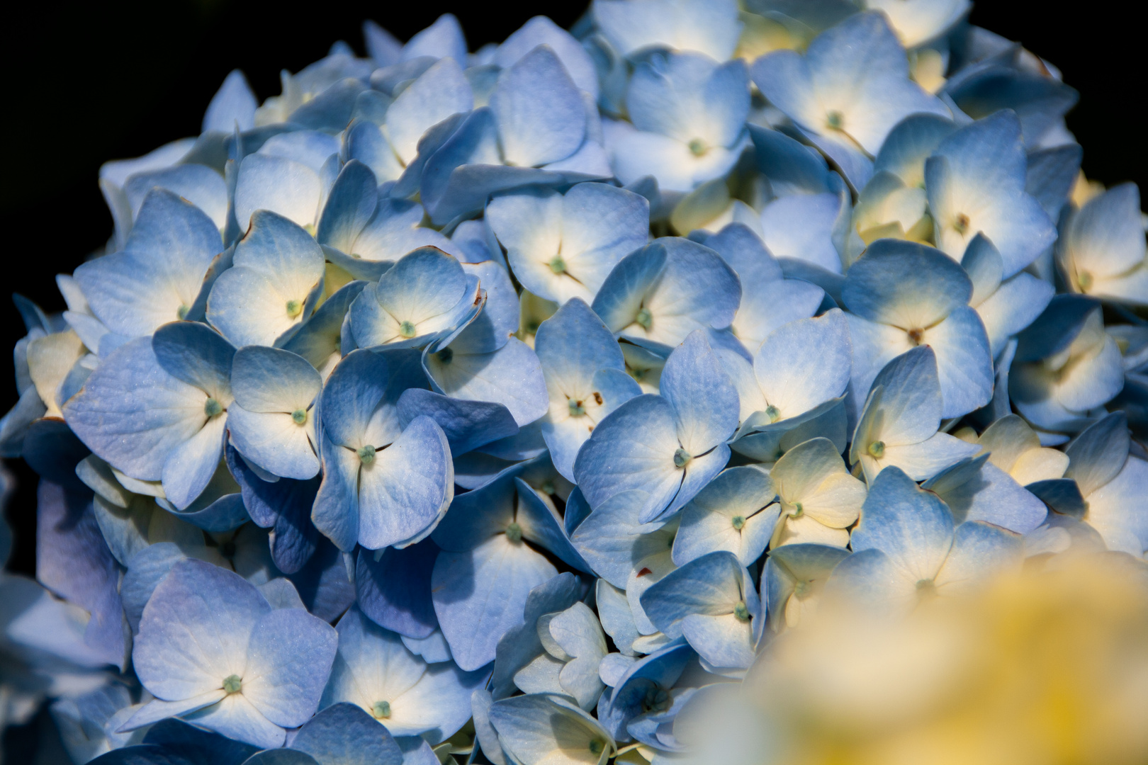 Hortensie