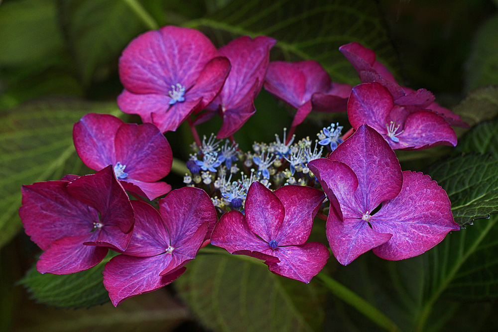 Hortensie