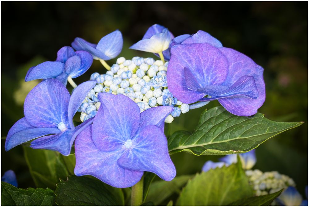 Hortensie