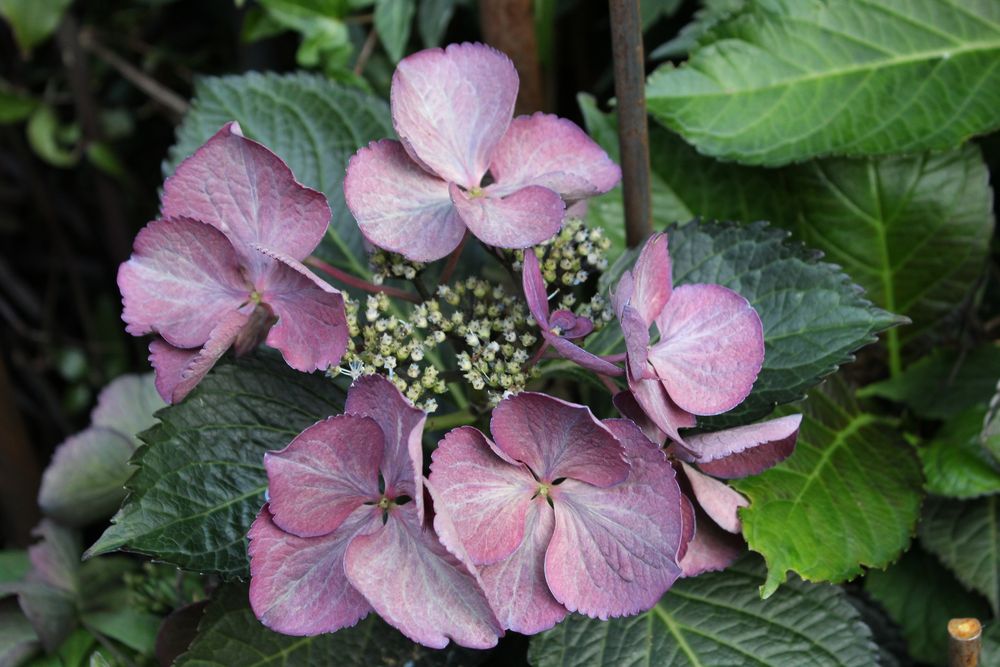 Hortensie