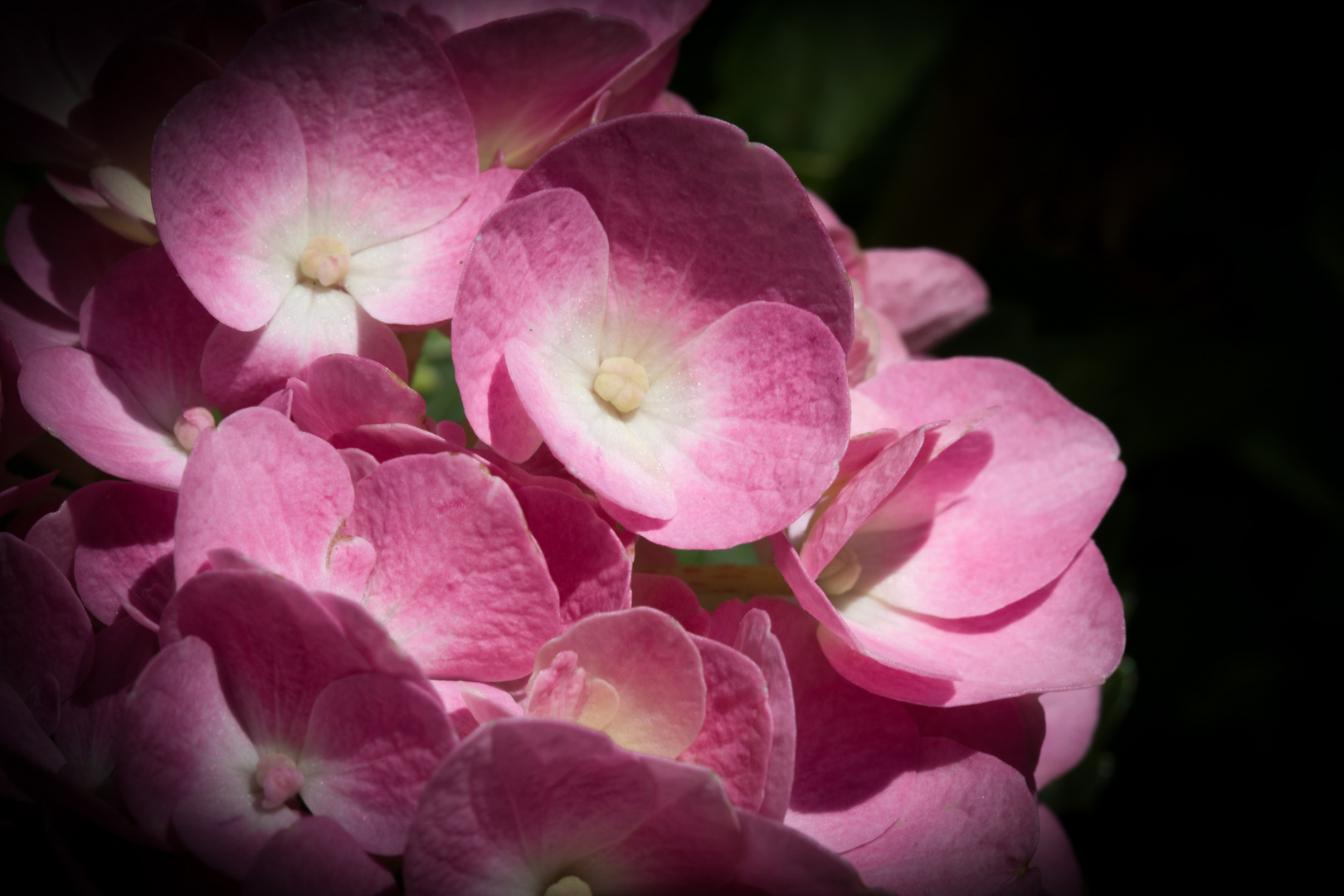 Hortensie