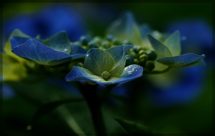 Hortensie