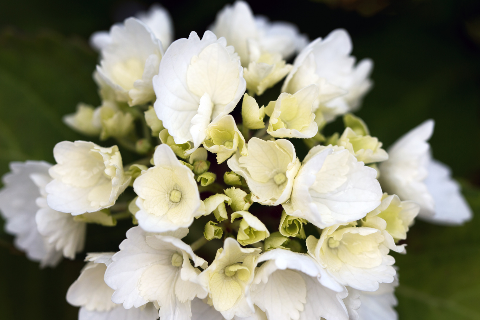 Hortensie