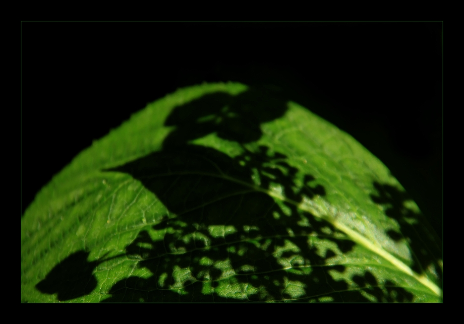 Hortensie