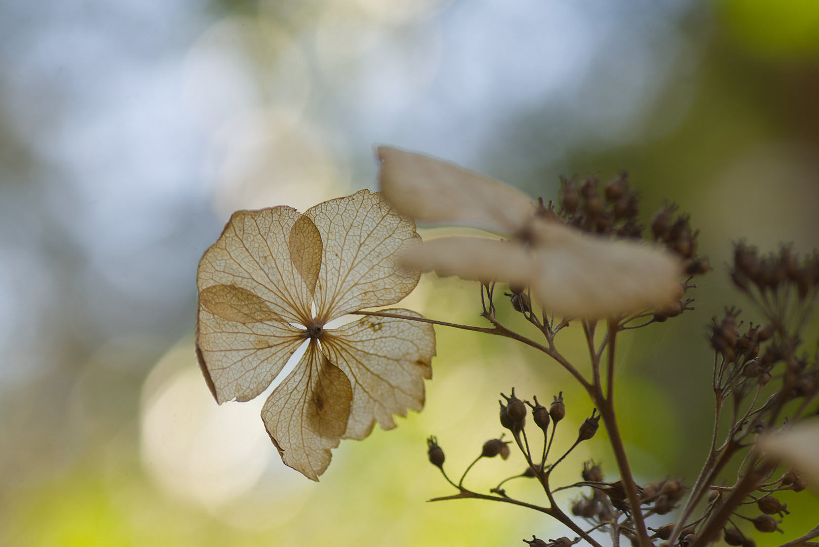 Hortensie