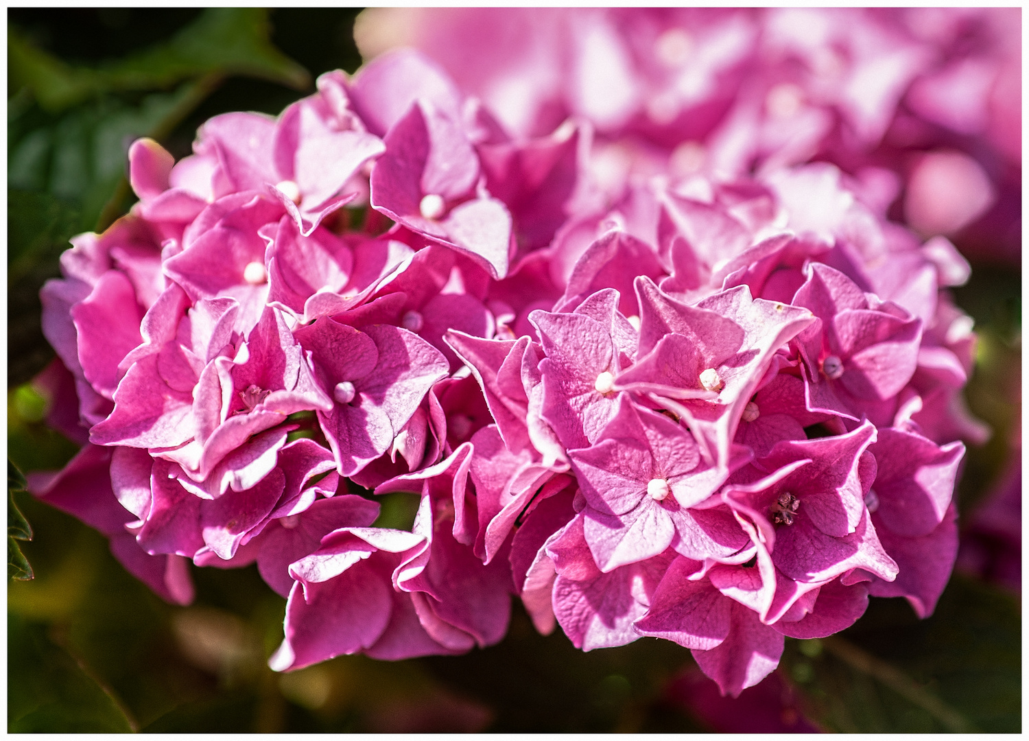 Hortensie