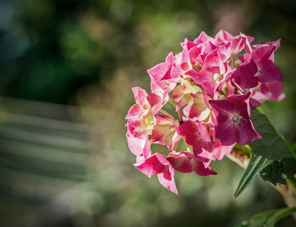 Hortensie