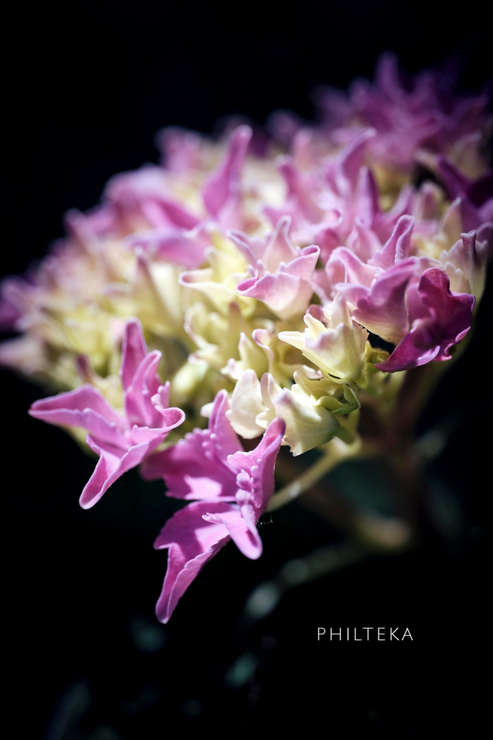 Hortensie