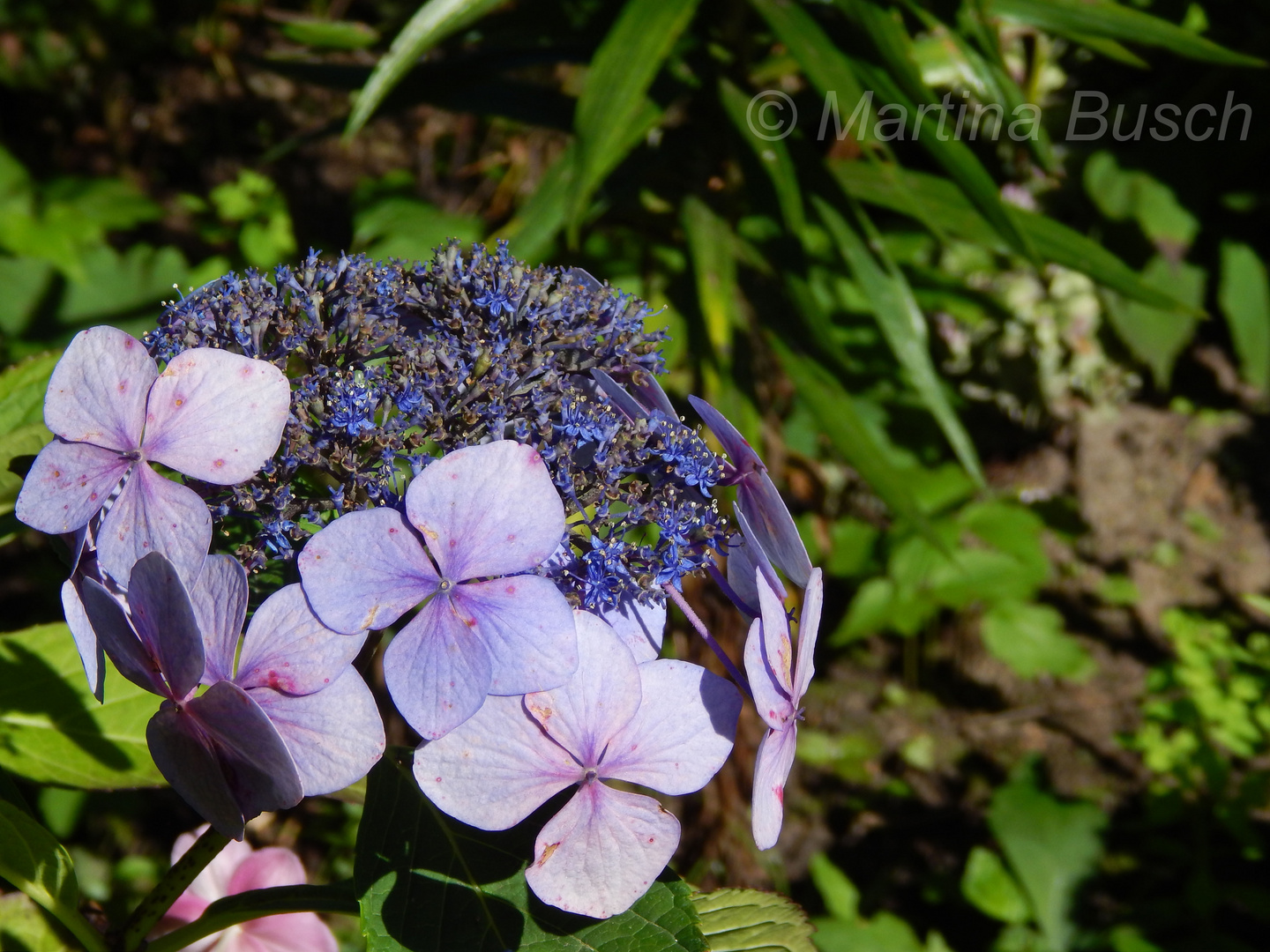 Hortensie