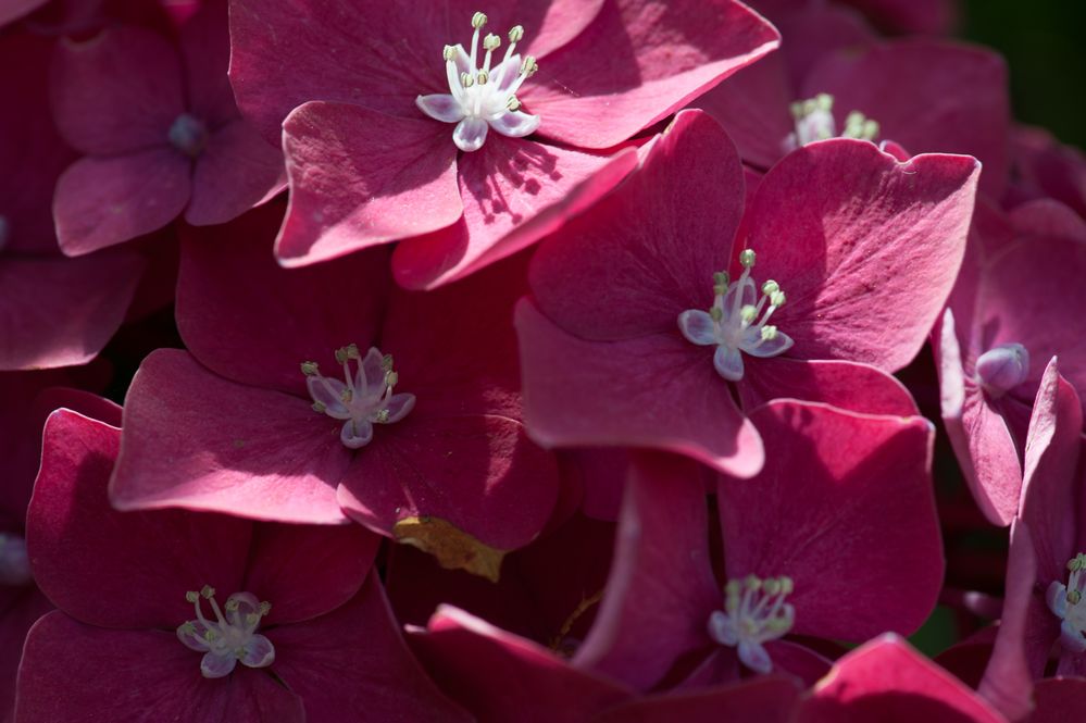 Hortensie