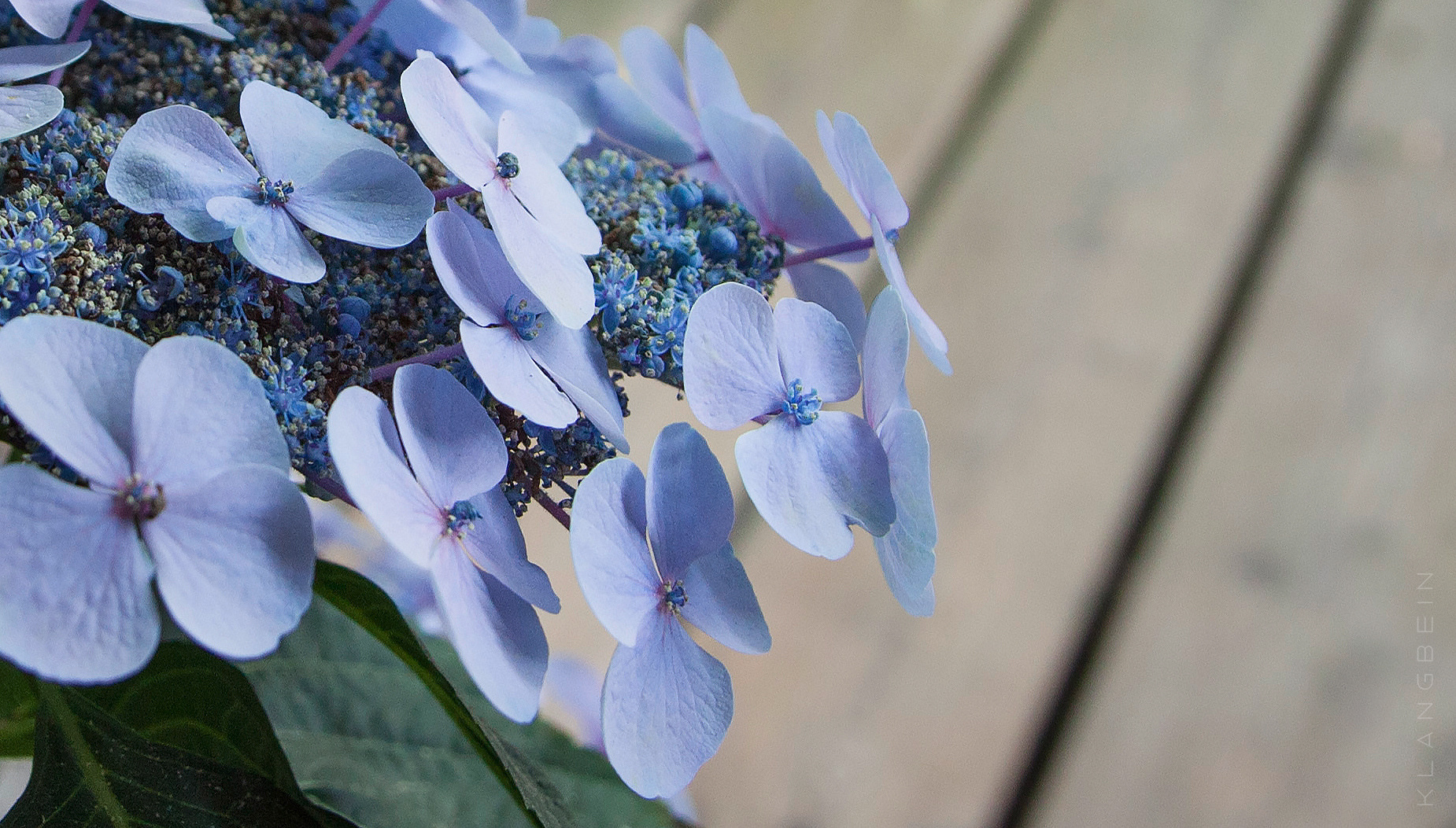 Hortensie